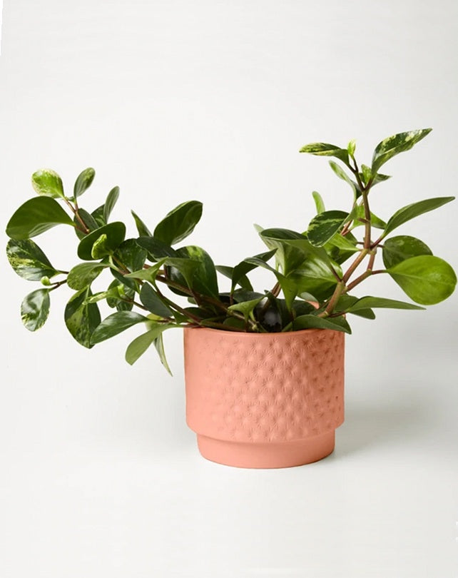 Footed Star Planter - Peach