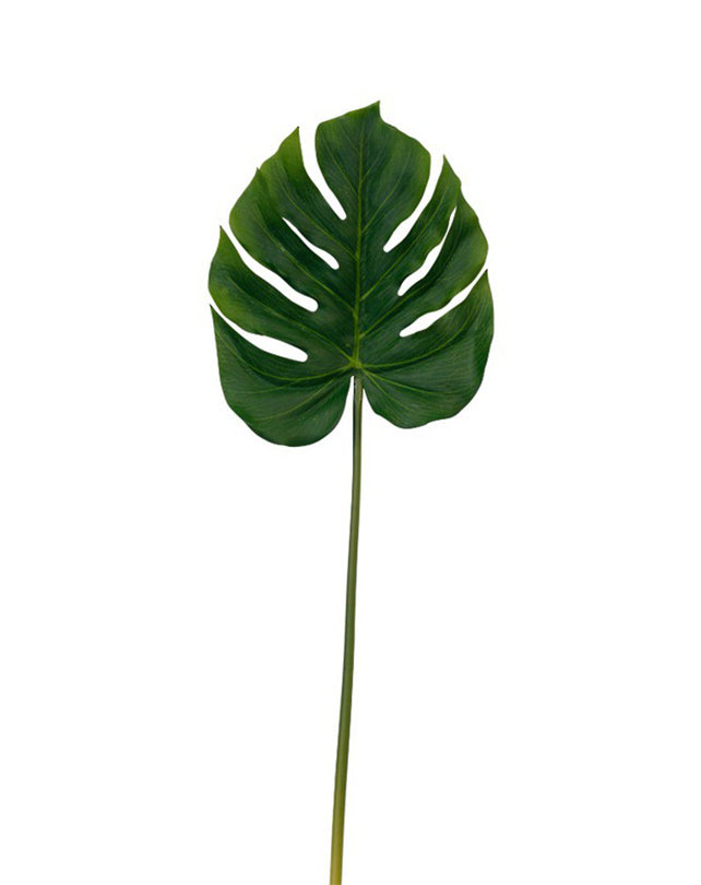 Split Philo Leaf